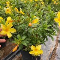 ราคา ต้นบานบุรี พร้อมออกดอกสีเหลือง (7836214646)