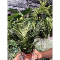 ราคา ฟิโลเดนดรอนเบอร์กิ้น (PhilodendronBirkin) (11229028717)