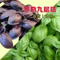 ราคา เมล็ดโหระพาหวาน เมล็ดโหระพาศักดิ์สิทธิ์ ใบสีม่วง ใบโหระพา พืชหอม ใบโหระพา เมล็ดวานิลลา เก้าชั้นทาวเวอร์ (26105109485)