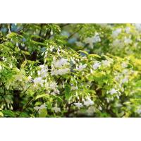 ราคา โมกพวง ไม้ไทยยอดนิยมดอกหอมมีดอกทั้งปี เหมาะปลูกทำแนวรั้ว 2 ต้น สวยทุกต้นรับประกันค่ะ สูง 1 เมตร แข็งแรงพร้อมปลูกราคาถูก (26607206148)