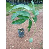 ราคา ต้นมะม่วงเขียวเสวย ติดผลเร็ว แบบเสียบยอด (10690683325)