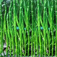ราคา 100เมล็ด/ซอง Green Long Chilli Seeds Organic Vegetable Seed Live Plants เมล็ดพริกยาว เมล็ดพริกยาว เมล็ดพันธุ์พริกยาวโจลอ (54402065134)