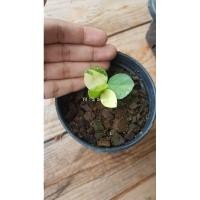 ราคา กวักมรกตด่าง ต้นจิ๋ว (8760379203)