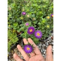 ราคา ต้นแอสเตอร์-ดอกแอสเตอร์ กระถาง 5-6 นิ้ว (54952103526)