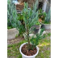 ราคา ต้นสนใบพายฟ้า กระถาง11นิ้ว 40cm+ (26191331171)