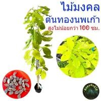 ราคา ต้นทองนพเก้า ทองนพเก้า ต้นชะแมบทอง ชะแมบทอง ไม้มงคลเสริมดวง สูงไม่น้อยกว่า 1 เมตร (22186726616)