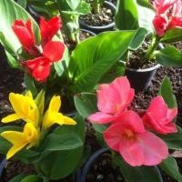 ราคา 20 เมล็ด ดอกไม้ ดอกพุทธรักษา สายพันธุ์แคระ Cannaceae Canna Seeds (43872885466)