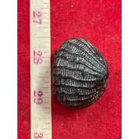 ราคา เบี้ยแก้ หลวงปู่เจือ วัดกลางบางแก้ว ถักเชือก เนื้อทองแดง (23276055844)