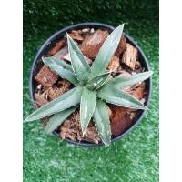 ราคา อากาเว่ (Agave) วิคตอเรีย ไม้ชำหน่อ (6255599980)