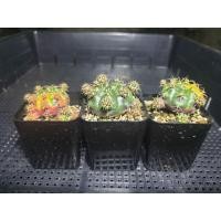 ราคา แคคตัสยิมโนแม่ลูกดกด่าง ส่งทั้งกระถาง (2181963970)