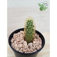 ราคา ต้นกระบองเพชร-นิ้วทอง-40บาท (3174872778)