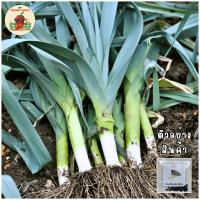 ราคา เมล็ดพันธุ์กระเทียมต้นญี่ปุ่น(Leek) (44454486387)