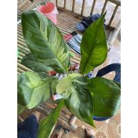 ราคา ต้นเดหลีด่างส่งพร้อมกระถาง (10058621803)