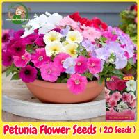 ราคา เมล็ดพันธุ์ ดอกพิทูเนีย เมล็ดพิทูเนีย คละสี บรรจุ 20 เมล็ด Dwarf Petunia Flower Seed (28866079689)
