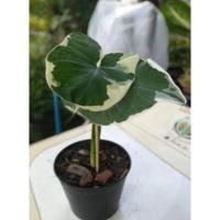 ราคา ต้นถุงเงิน ถุงทอง ด่าง (13933092175)