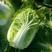 ราคา เมล็ดผักกาดขาว CHINESE CABBAGE ตราภูเขาทอง 200เมล็ด ดยประมาณ เมล็ดพันธุ์ผักกาดขาว เมล็ดพันธุ์ผัก เมล็ดผักสวนครัวง่าย ๆ (58001407257)