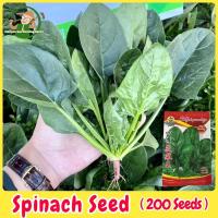 ราคา เมล็ดพันธุ์ ผักโขม บรรจุ 200 เมล็ด Spinach Vegetable Seeds เมล็ดพันธุ์ผัก ผักสวนครัว ผักออร์แกนิก ปลูกผัก สวนครัว โตไว (26730473163)