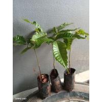 ราคา ต้นลำใยคริสตันม่วงไข่ไก่ไซต์20-25เซน (24950833802)