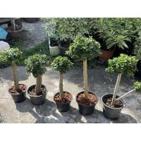 ราคา ต้นไทรช้อนเงินช้อนทองคัดรูปทรงพิเศษ พุ่มใหญ่สวย พุ่มแน่น(ถอดก (21602088992)