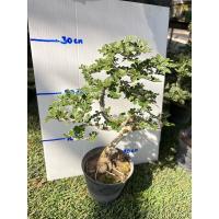 ราคา พร้อมส่ง บอนไซมะสังดัดสวยมินิมอลดูแลง่ายประหยัดพื้นที่ ไม้มงคล (20811064221)