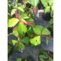 ราคา ต้นหางกระรอกแบบถุงพร้อมส่ง (19931801668)