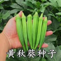 ราคา เมล็ดกระเจี๊ยบเขียวสีเหลืองเมล็ดกระเจี๊ยบเขียวสีแดงเมล็ดกระเจี๊ยบเขียวเหนือระเบียงใต้เมล็ดพันธุ์ผักกระถาง (42467672517)