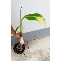 ราคา กล้วยเทพพนมด่างชำรากแล้ว (6386092845)