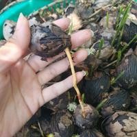 ราคา เมล็ดปาล์มหางกระรอก (Fox tail) (23186045073)