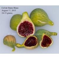 ราคา กิ่งสดมะเดื่อฝรั่งสายพันธุ์ Col de dame (18063283492)