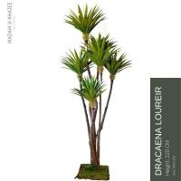ราคา Dracaena loureiri - Height 220 cm ต้นจันทร์ผา ความสูง 220 ซม. (17072072818)