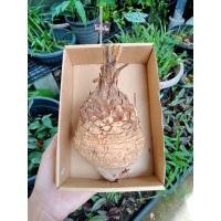 ราคา ปรง เมล็ด,หัว(ให้เลือก) เฉพาะหัวไม่มีใบ หัวปรง ต้นปรง (4856735087)