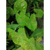 ราคา สาวน้อยปะแป้ง(ต้นลูก)​ (10251490746)