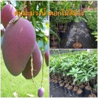 ราคา ต้นมะม่วงน้ำดอกไม้สีม่วง เสียบยอด ปลูกง่าย ต้นเตี้ย ติดผลดก ขนาดต้น 50ซม. (28224988838)