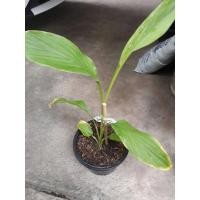 ราคา ว่านพะตะบะ ป้องกันภูติผีปีศาจ ว่านไทย ต้นว่าน (8675555272)