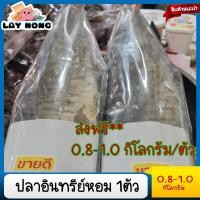 ราคา ปลาอินทรีย์หอม1ตัว 800-1000กรัม อาหาร อาหารแห้ง ปลากระป๋อง ปลาหมึกแห้ง อาหารทะเล #อาหารทะเลแปรรูป #อาหารทะเลแห้ง (17774085660)
