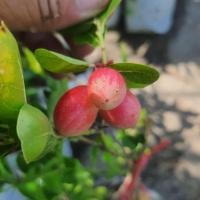 ราคา ต้นมะม่วงหาวมะนาวโห่ สูง 50-70 เซนติเมตร (26886542976)