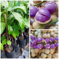 ราคา ต้นมะไฟ ข้าวเหนียวดำ เสียบยอด ขนาด50-60เซนฯ ผลดกรสหวาน (12840409961)