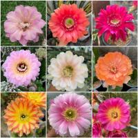 ราคา ไม้กราฟต์ Lobivia Echinopsis Cactus ไม้รหัส ดอกสวย ออกดอกง่าย (18346671056)