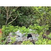 ราคา ปุ๋ยคอก ปุ๋ยขี้วัวขี้ควาย แท้ กระสอบใหญ่ ไม่ผสมอย่างอื่น (26185799643)