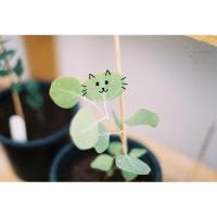 ราคา ต้น Eucalyptus Polyanthemos (ยูคาลิปตัสใบกลม) E.Redbox (15151873648)