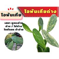 ราคา โอพันเทียด่าง โอพันเทีย หูกระต่าย ใบเสมา //// แคคตัส กระบองเพชร หูกระต่าย (8406777122)