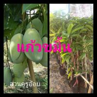 ราคา มะม่วงแก้วขมิ้น กิ่งทาบ 90ซม. (6494421152)