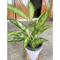 ราคา แก้วกาญจนา อโกนีมา เรียกทรัพย์ ต้นไม้ฟอกอากาศในห้องนอน ไม้ฟอกอากาศไม้มงคลฟร์อมกอสวย ๆ (12777728112)