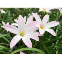 ราคา ดอกบัวดินบัปเบิ้ลสีขาวอมชมพ1ชุด5หัวพันธุ์ไม้ดอกไม้ประดับไม้หายาก (23084145752)