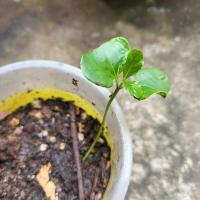 ราคา ต้นกล้า ต้นหูกระจง ต้นแผ่บารมี หูกระจง (21821755484)