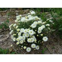 ราคา ต้นกล้าเก็กฮวยสีขาว ต้นละ 19บาท ขายเป็นต้นกล้าเล็ก 1ต้น (12198006062)