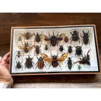 ราคา แมลงสต๊าฟ แมลงกล่อง ผีเสื้อสต๊าฟ งานไอเดีย แมลงเพื่อการศึกษา กรอบไม้ กล่องแมลง ของแต่งบ้าน ของสะสม ผลิตและจัดจำหน่าย (22741730735)