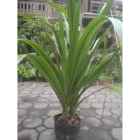 ราคา ต้นจันผา(จันทร์ผา) ราคาถูก ไม้พุ่มไม้ประดับ ไม้มงคล (7585411211)