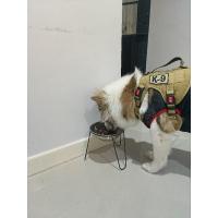 ราคา ขาวางชามอาหารถ้วยสแตนเลส(ครบชุด)แข็งแรงเหมาะสำหรับสุนัขพันธ์กลางและใหญ่ เช่นบลูดํอก โกลเด้นท์ บางแก้ว ลาบาดอร์ ไซบีเรียน (28334530714)