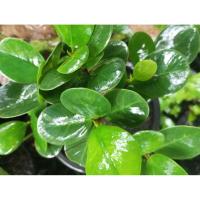 ราคา ต้นไทรช้อนทองแคระ/ไม้มงคล/ส่งแบบกระถาง4นิ้ว (41166086352)